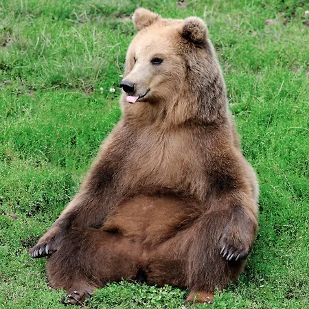 Natur-resort Tripsdrill פארק נופש