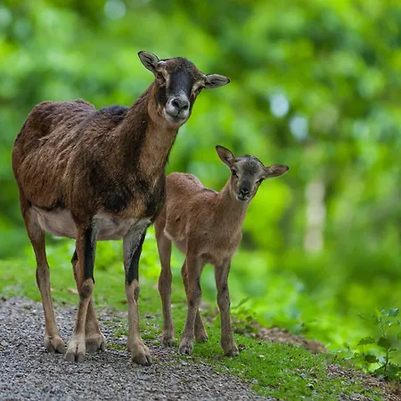 홀리데이파크 Natur-resort Tripsdrill 클레브론