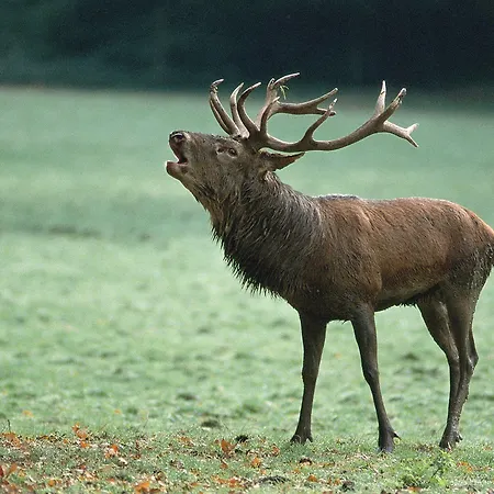 Natur-resort Tripsdrill 2*