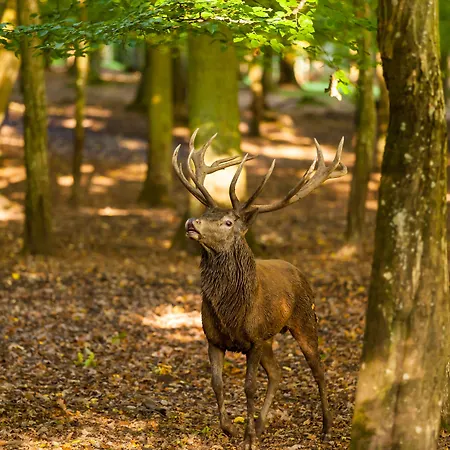 פארק נופש Natur-resort Tripsdrill 2*