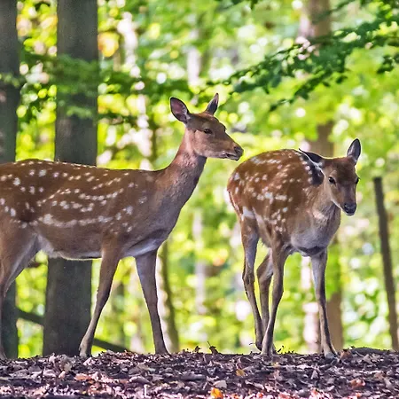 Erlebnispark Tripsdrill Natur-resort Ferienpark
