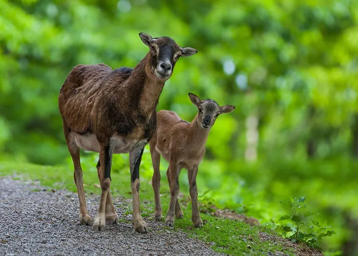 Holiday park Natur-resort Tripsdrill Cleebronn