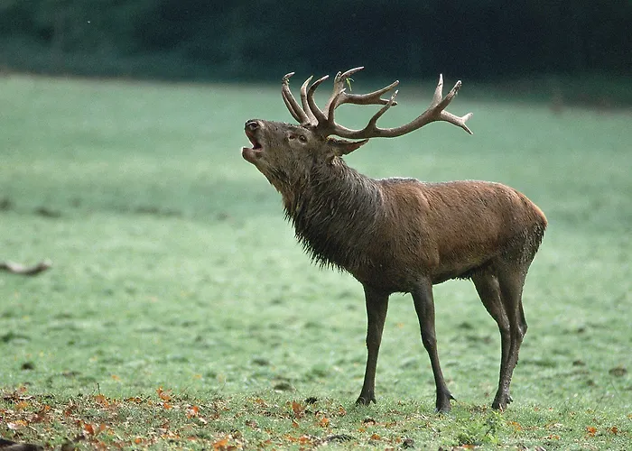 Natur-resort Tripsdrill 2*