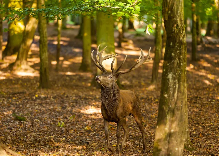 Vakantiepark Natur-resort Tripsdrill 2*