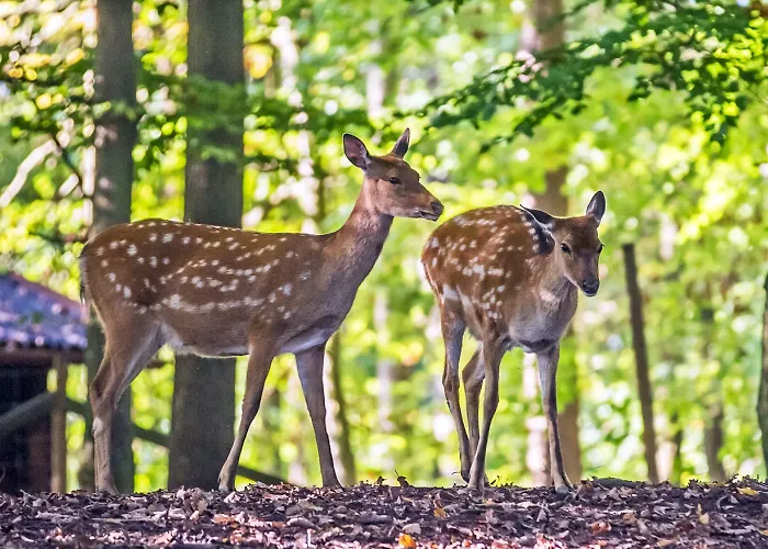 Natur-resort Tripsdrill Holiday park